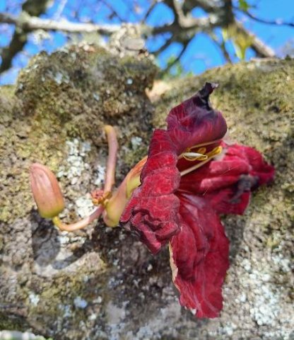 Kigelia africana flowering on old stem